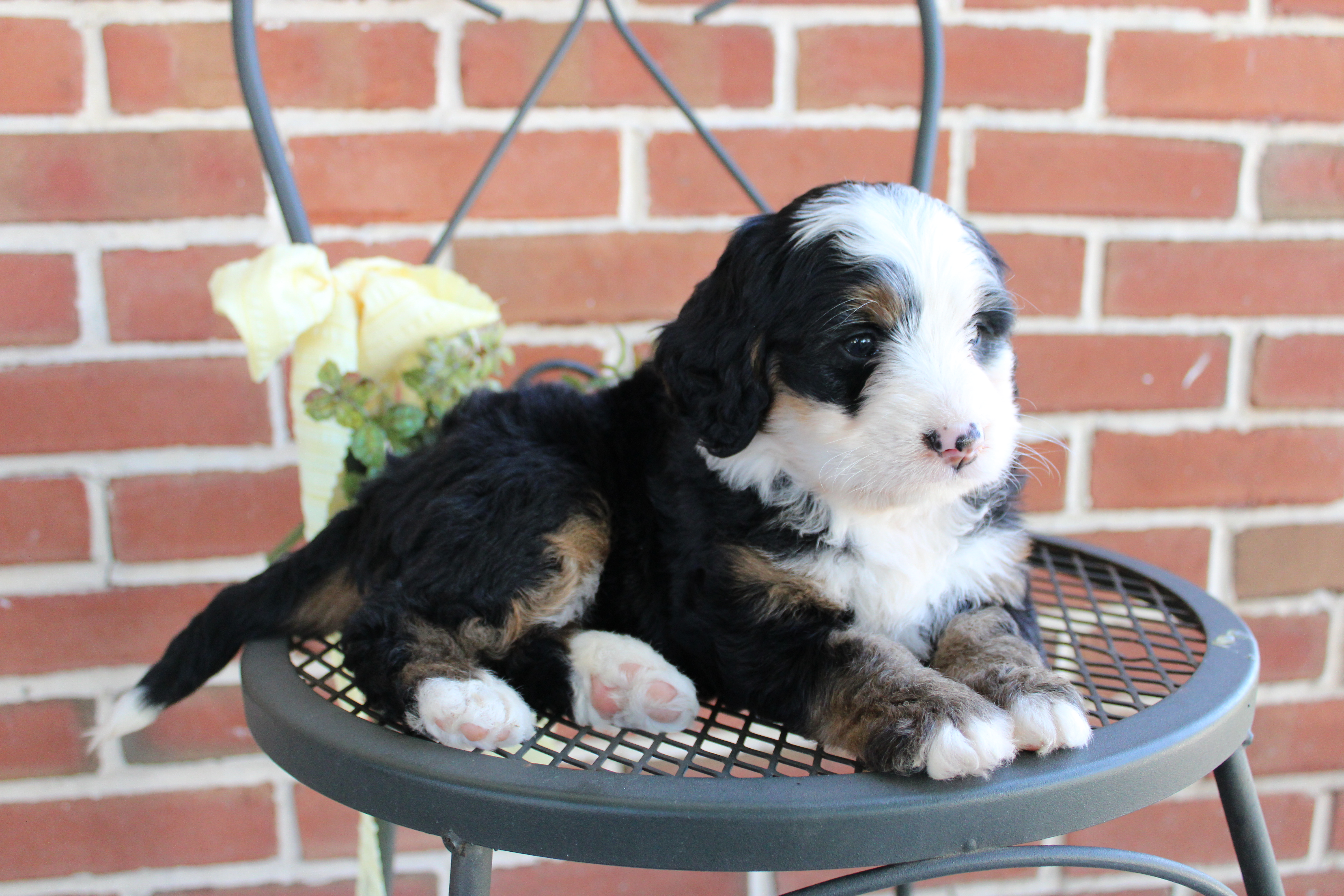 puppy, for, sale, Mini Bernedoodle, Emanuel  Glick, dog, breeder, Bird-In-Hand, PA, dog-breeder, puppy-for-sale, forsale, nearby, find, puppyfind, locator, puppylocator, aca